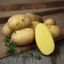 Bild på Potatis Fast Gala 5kg