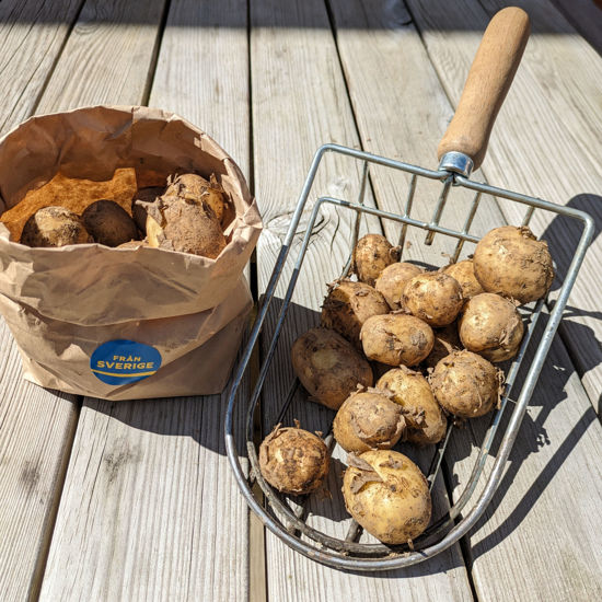Bild på Färskpotatis Svensk 900g